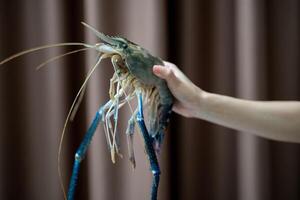 Hand holding fresh river prawns on dark background. photo