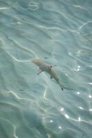 bebé tiburones a el cristal claro mar agua. foto