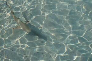 Baby sharks at the crystal clear sea water. photo