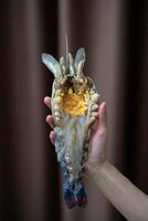 Hand holding giant fresh water prawn. photo
