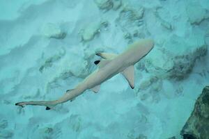 Baby sharks at the crystal clear sea water. photo