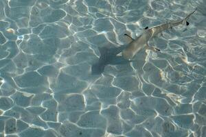 Baby sharks at the crystal clear sea water. photo