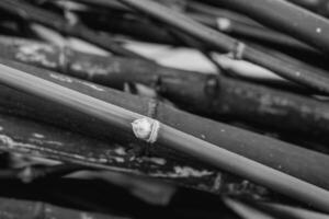 Bamboo fence background in black and white. photo