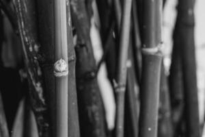 Bamboo fence background in black and white. photo