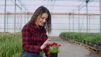 Young girl florist or nerd is sitting near a tulip seedling in a greenhouse and holding red flowers in a pot video