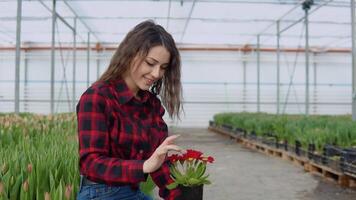 jovem menina florista ou nerd é sentado perto uma tulipa plantinha dentro uma estufa e segurando vermelho flores dentro uma Panela video