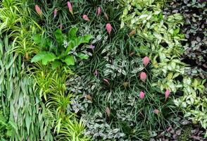 Decorative foliage vertical garden wall with tropical green leaf photo