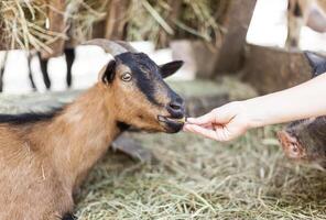 Close up young goat eating dry straw in farm photo