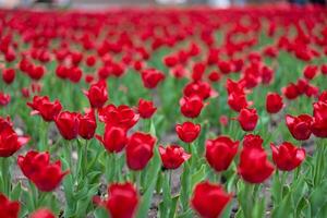 Red tulip flowers background outdoor photo