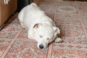 Photo of a Jack Russell Terrier dog