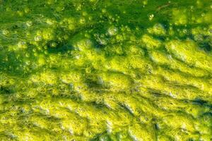 Natural texture in nature with natural plant surface water grass or algae photo