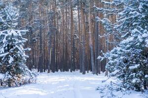 invierno paisaje de el nieve en el pino bosque. paisaje foto