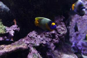 Tropical fish with corals and algae in blue water. Beautiful background of the underwater world. photo