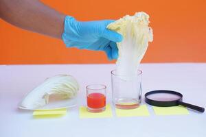 Close up hand wears blue glove, hold cabbage leaf to do science experiment. Concept, science lesson activity. Easy experiment for learning. Teaching education materials.  Learning design. photo