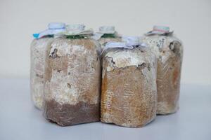 Homemade mushroom seedling bags. Use natural materials sawdust in a plastic bag for cultivating mushrooms for growing. Concept, Growing mushroom process. photo