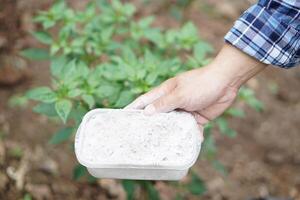 cerca arriba jardinero mano sostiene ceniza polvo a abonar plantas en jardín. concepto, orgánico jardinería. despojos mortales lata obtener eliminar de insectos, plagas de plantas, mejorar suelo. foto