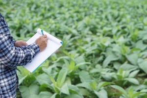 cerca arriba fama es escritura en papel bloc acerca de crecimiento y enfermedades de plantas en jardín. concepto, agricultura investigación a desarrollar cultivos. observando y inspeccionando calidad. foto