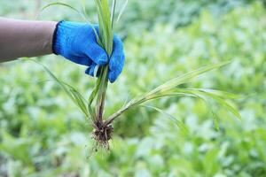 Close up hand wears glove, pulled up weed plants from vegetable garden. Concept, get rid of weeds by hands, don't use chemicals for stop toxic in agriculture crops. Organic farming. photo