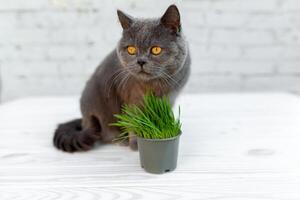 British Shorthair cat He eats useful vitamin-rich grass in a pot from a pet shop. photo