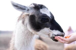 linda animal alpaka lama en granja al aire libre foto