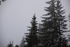 paisaje con pino bosque en nieve foto