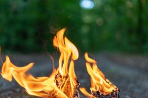 Tongues of flame close on the background of the evening forest. photo