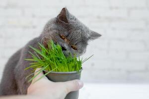 British Shorthair cat He eats useful vitamin-rich grass in a pot from a pet shop. photo