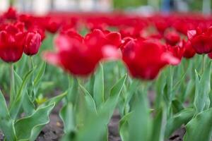 rojo tulipán flores antecedentes al aire libre foto