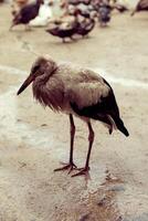 Stork single wet in the rain in a backyard flock photo