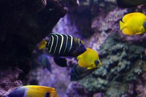 Fishes in aquarium or reservoir ubder water on fish farm photo