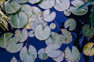 Water lily leaf water surface background photo