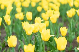 amarillo tulipán flores antecedentes al aire libre foto