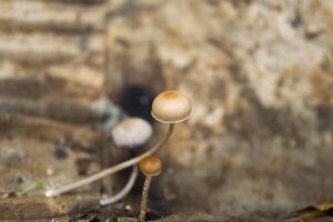 small mushroom growing up on wood fossil photo