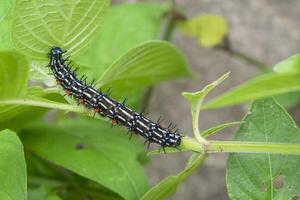 caterpillars walking on green leaf branch photo