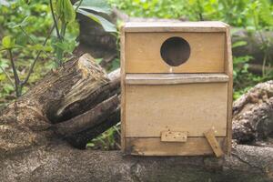 wooden House bird in the forest photo