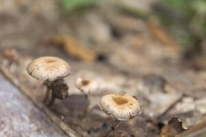 rows of small mushrooms in the nature. growing up on dry wood photo