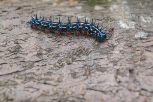 negro oruga en seco madera foto