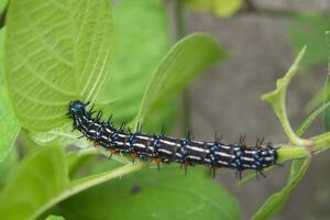 caterpillars walking on green leaf branch photo