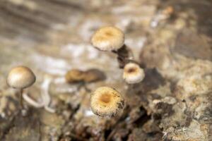 small mushroom growing up on wood fossil photo