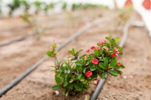 Flowers and the automatic irrigation system with plastic pipes photo
