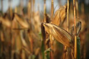 Agricultural fields where the corn has ripened and changes color. A beautiful picture taken in the field of crops. photo