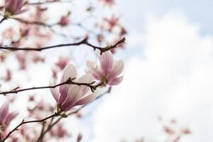 Closeup of magnolia tree blossom with blurred background and warm sunshine photo