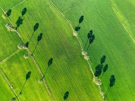 Aerial view of green rice field with trees in Thailand. Above view of agricultural field. Rice plants. Natural pattern of green rice farm. Beauty in nature. Sustainable agriculture. Carbon neutrality. photo