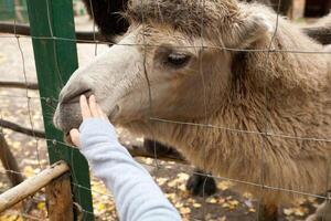 A  human is feeding a camel  in a zoo photo