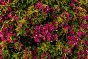 red flowers and green leaf background close up photo