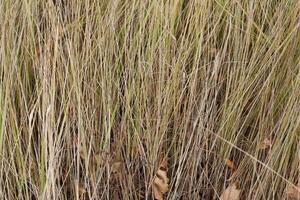 yellow grass in autumn photo