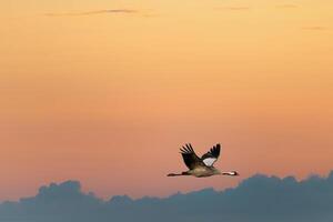 Cranes fly in the sky at sunset. Migratory birds on the Darss. Wildlife photo