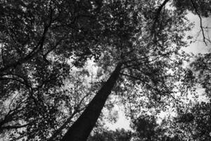 ver dentro el corona de un caduco árbol en el bosque. hacia arriba a lo largo el maletero foto