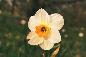 Daffodils at Easter time on a meadow. Yellow white flowers shine against the grass photo