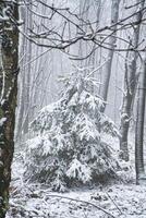 Snow-covered fir tree in a winter forest with snow. snow and frost forest. photo